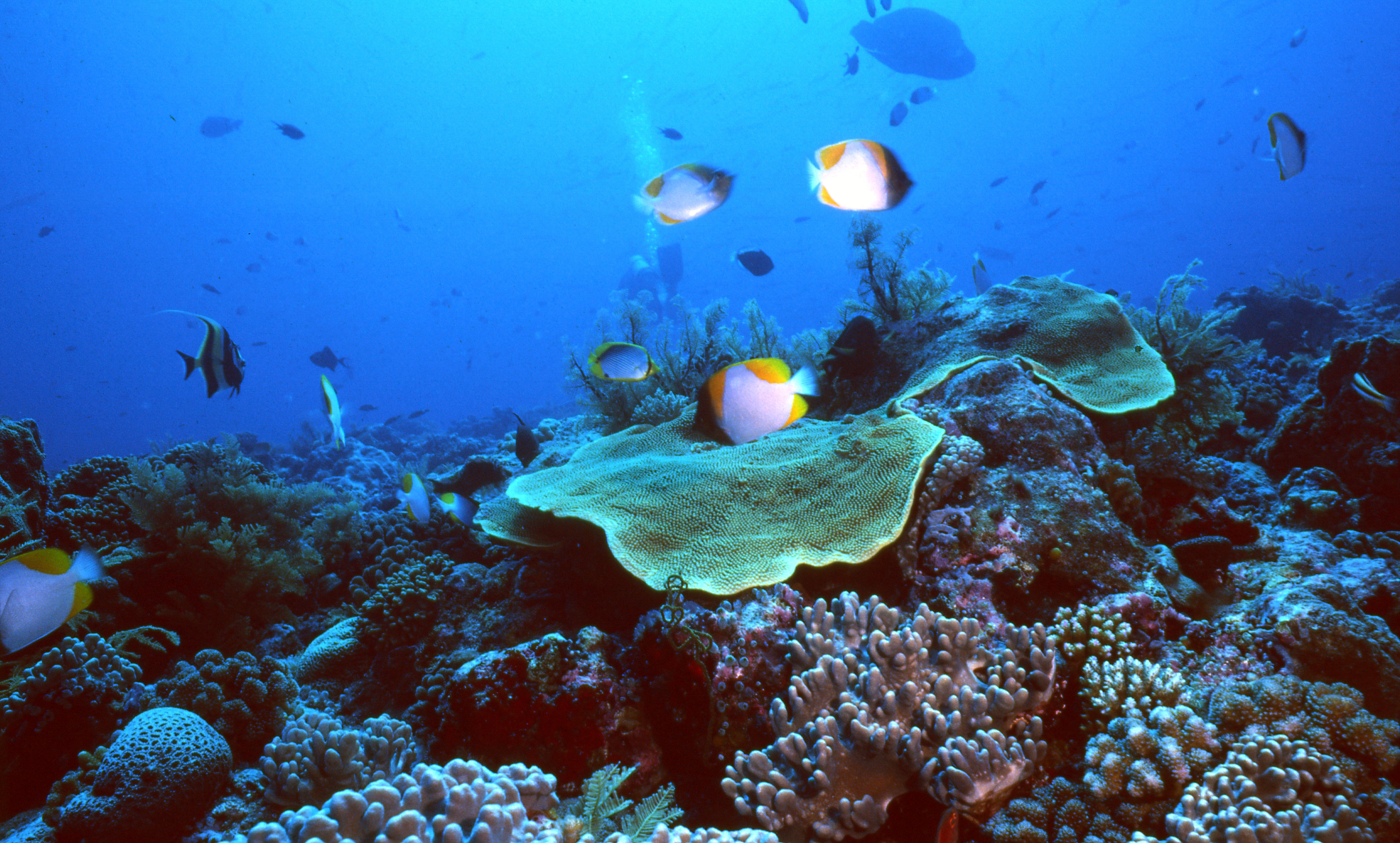Palau   Reef